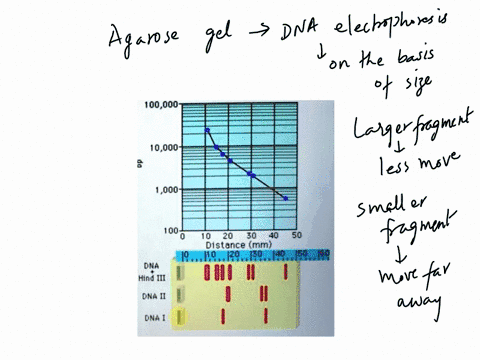 7-what-are-the-approximate-lengths-of-the-fragments-in-the-lane-marked-dna-100000-10000-00o-100-10-20-30-40-50-distance-mm-19-iv9-19_-1z9-149159-se-dha-hind-mi-dna-ii-dna-20158