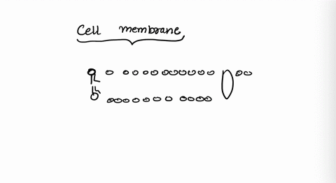 cell-membranes-consist-mainly-of-______-and-________-a-lipids-carbohydrates-b-phospholipids-proteins-22603