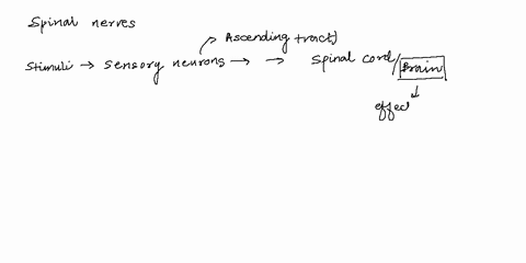 spinal-cord-spinal-nerves-lab-activity-13review-critical-thinkinganswer-the-following-1-ascending-or-descendingtracts-carry-sensory-input-or-motor-outputtowards-the-brain-2-02pts-ascending-o-45528