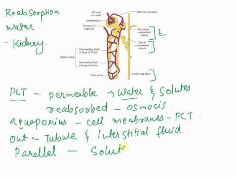 explain-reabsorption-of-water-by-the-proximal-convoluted-tubule-distal-convoluted-tubule-and-collecting-duct-49067