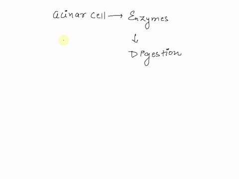 the-acini-of-the-pancreas-are-clumps-of-cells-that-surround-a-lumen-and-secrete-powerful-digestive-enzymes-into-the-lumen-destined-for-the-intestine-back-leakage-of-the-secreted-enzymes-coul-82044