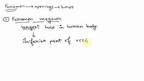 question-34-125-pts-which-of-the-following-is-true-of-the-foramen-magnum-it-primarily-provides-passage-for-the-optic-nerve-it-allows-passage-of-the-carotid-arteries-into-the-head-it-is-locat-31084