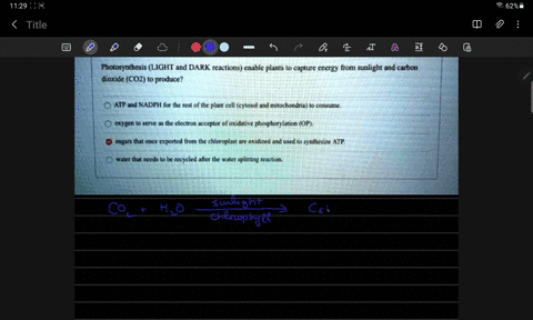 photosynthesis-light-and-dark-reactions-enable-plants-capture-energy-from-sunlight-and-carbon-dioxide-c02-to-produce-atp-and-nadph-for-the-rest-of-the-plant-cell-cytosol-and-mitochondria-can-82357