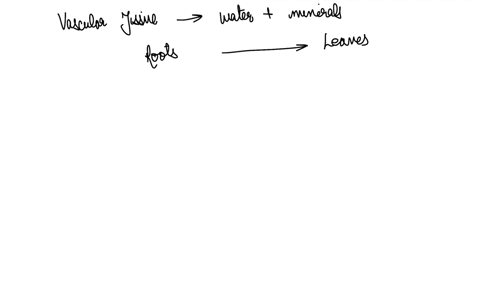 which-is-the-vascular-tissue-that-transports-water-and-dissolved-minerals-from-roots-to-leaves-a-epi-36733