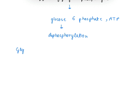 what-is-true-of-the-enzyme-glycogen-phosphorylase-which-breaks-down-glycogen-choose-one-it-is-activated-by-glycogen-and-by-atp-it-is-inhibited-by-glucose-6-phosphate-and-activated-by-atp-it-58562