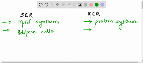 differenciat-between-smooth-and-rough-endoplasmic-reticulum-on-the-basis-of-its-structure-and-function-17056