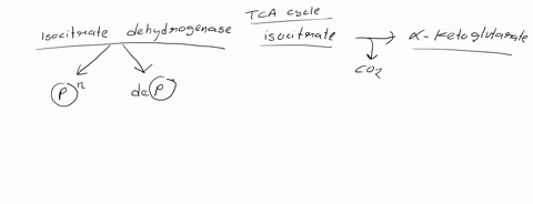 3a-carbon-flux-through-the-glyoxylate-shunt-or-the-tca-cycle-is-controlled-by-altering-the-activity-ofthe-enzyme-isocitrate-dehydrogenase-icd-please-explain-how-this-control-occurs-3h-scient-45774