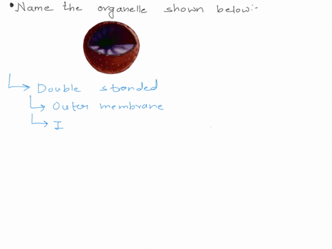name-the-organelle-shown-below-70067