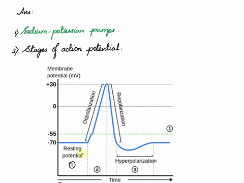 how-is-the-majority-of-the-potassium-ions-kept-inside-the-cell-of-a-neuron-flowing-against-its-concentration-gradient-when-the-cell-is-at-its-resting-potential-what-are-the-stages-of-an-acti-91836
