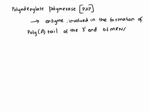 the-enzyme-ployadenylate-polymerase-catalyzes-the-addition-of-adenosine-monophosphate-to-the-3-ends-18282