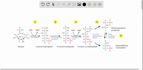 in-the-forward-direction-of-glycolysis-how-many-different-named-enzymes-catalyze-the-manufacture-of-atp-choose-the-single-best-answer-from-the-four-given-two-three-four-one-05114