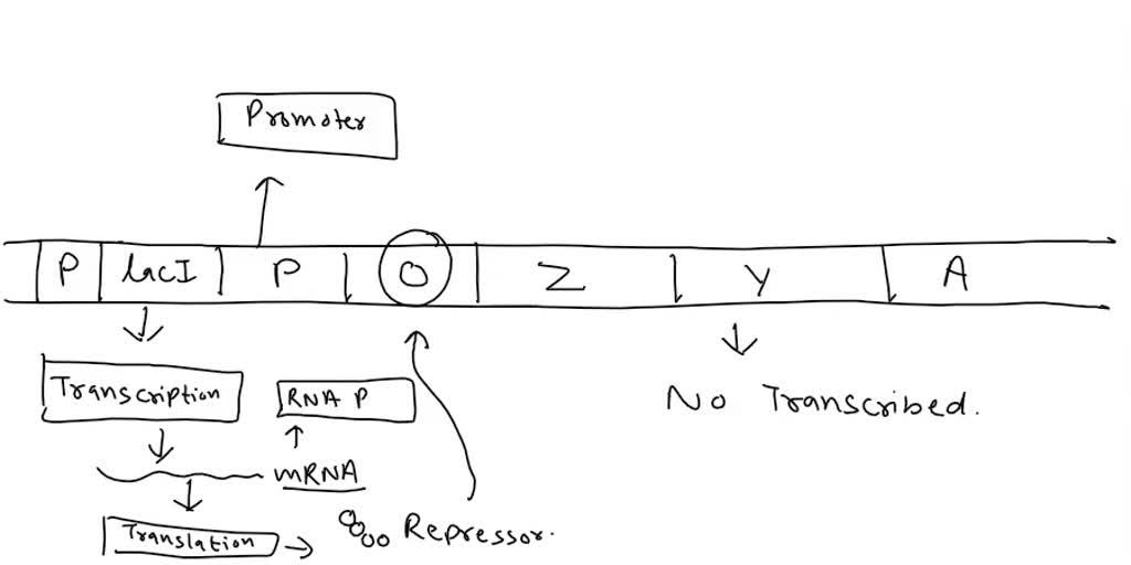SOLVED: Texts: external lactose cell membrane permease lactose β ...