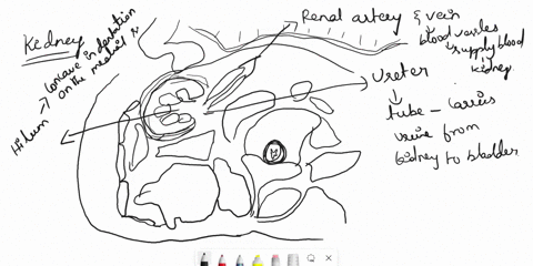 correctly-label-the-following-components-of-the-kidney-31-fibrous-capsule-inferiorvena-cava-renal-fascia-peritoneum-hilum-kidney-renal-artory-and-vein-small-intestine-pancreas-ureter-periren-49905