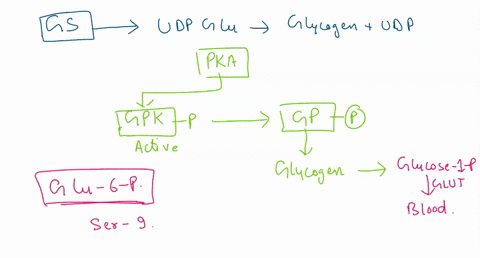 help-please-1-an-allosteric-regulator-of-glycogen-synthase-is-a-glucose-6-phosphate-b-atp-c-camp-d-udp-glucose-e-glucose-1-phosphate-2-the-pentose-phosphate-pathway-a-is-activated-by-nadh-b-29332