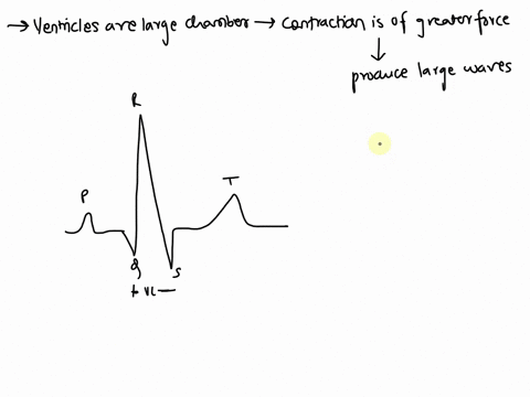 pex-investigating-the-refractory-period-of-cardiac-muscle-view-sheet-1-explain-why-the-larger-waves-seen-on-the-oscilloscope-represent-the-ventricular-contraction-37946