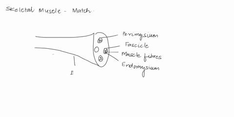 match-the-following-terms-with-the-description-1connective-tissue-surrounding-a-fascicle-aendomysium-2connective-tissue-surrounding-the-entire-muscle-bepimysium-3contractile-unit-of-a-muscle-35334