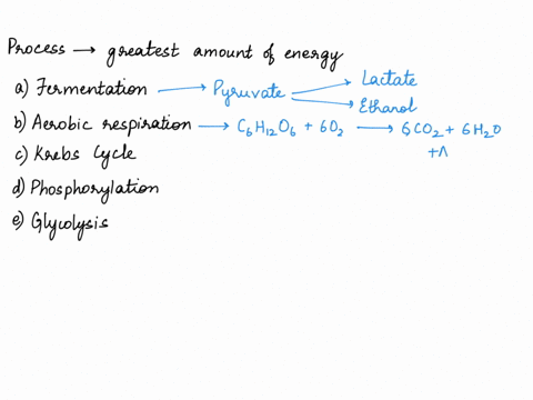 which-of-the-following-processes-generates-the-greatest-amount-of-energy-a-fermentation-b-aerobic-respiration-krebs-cycle-phosphorylation-e-glycolysis-85466