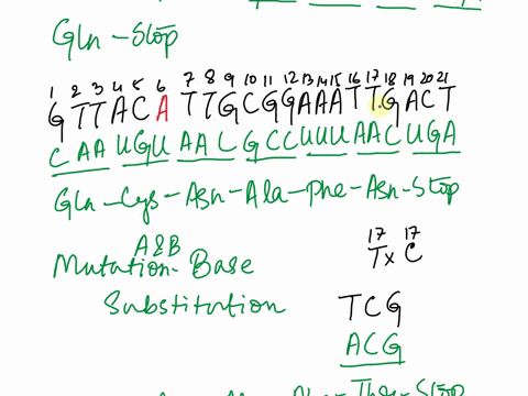 6-12-13-14-15-16-17-18-19-20-21-8-tt-iz-tg-8-8-g-44444848-lual-vuugcs-g-aarulgacu-mrna-polypeptide-gin-stqp-an_ala_ibe_asn-stop-in-the-wt-dna-strand-shown-in-the-previous-problem-what-would-40911