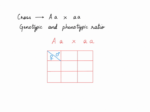 what-is-the-genotypic-phenotypic-ratios-for-an-aa-x-aa-cross-73761