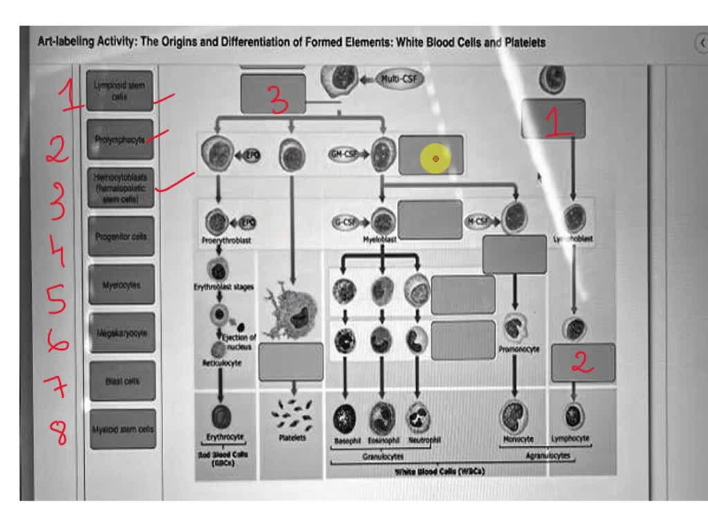 SOLVED: Art-labeling Activity: The Origins and Differentiation of ...