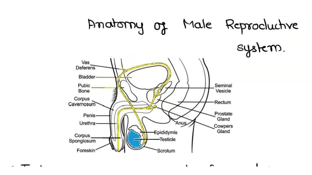 SOLVED: REPRODUCTIVE SYSTEM: Diagram the anatomy of the male and female ...