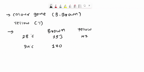 you-ar-studying-coat-color-benc-b-brown-in-mexican-bats-you-have-isolated-recessive-allele-that-causes-ycllow-coat-color-but-you-suspect-that-the-phenotype-may-be-sensitive-t0-environmental-47548