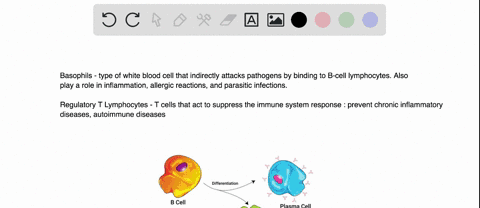 which-cells-are-held-in-reserve-to-be-used-later-for-a-more-rapid-response-to-a-subsequent-exposure-to-an-invading-microorganism-group-of-answer-choices-basophils-regulatory-t-lymphocytes-pl-20777