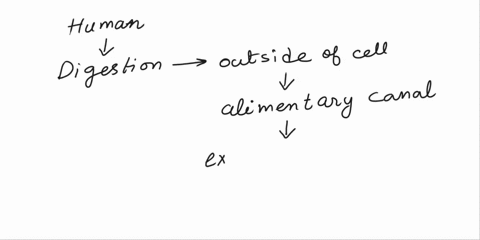 in-human-beings-digestion-takes-place-outside-the-cells-in-alimentary-canal-is-called-____please-answer-this-question-14354