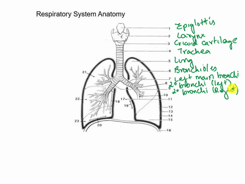 label-the-respiratory-structures-in-the-diagram-below-from-1-thru-23-respiratory-system-anatomy-2-3-5-6-8-9-10-11-22-12-13-14-15-23-20-16-11704
