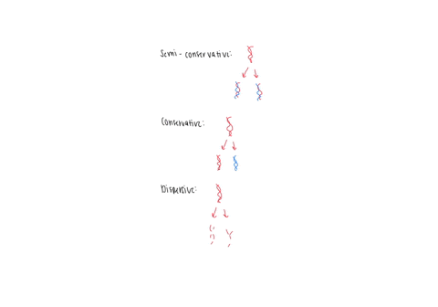 dna-replication-watson-and-cricks-idea-that-the-double-helix-separates-and-new-bases-come-in-t-create-two-double-helices-each-with-one-old-and-one-new-strand_-was-envisioned-at-the-dna-level-35444