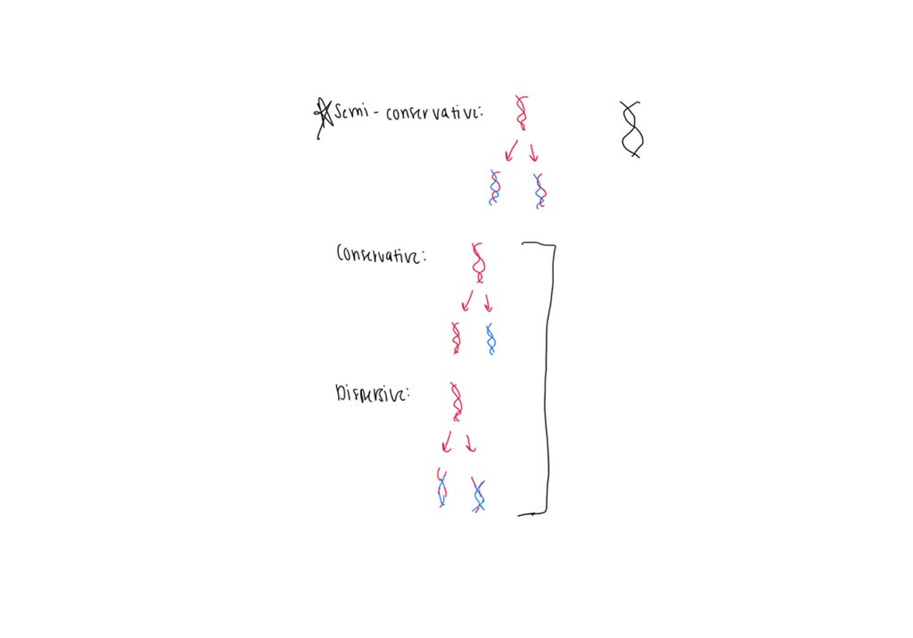 solved-texts-one-potential-source-of-double-stranded-breaks-in