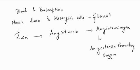 part-4-adrenal-glands-blood-vessels_-kidney-hrt-what-do-thc-differcnt-nuake-regions-ot-the-adrenal-glund-connection-system-liver-part-5-pancreas-sympathetic-nervous-yotc-oi-orct-connection-92427