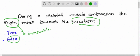 question-1-during-a-skeletal-muscle-contraction-the-origin-moves-toward-the-insertion-true-false-10975