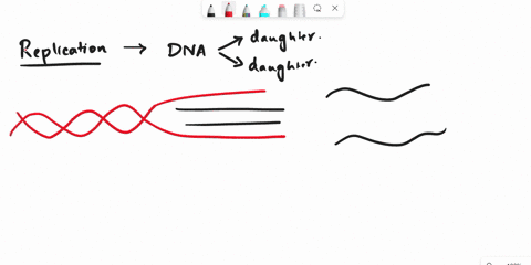 during-dna-replication-any-of-the-following-things-happen-except-the-template-strands-separate-so-that-both-can-be-copied-one-template-strand-must-be-degraded-to-allow-the-other-strand-to-be-16515
