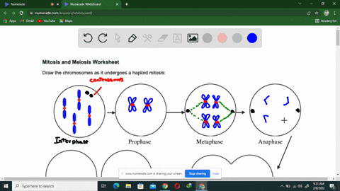 mitosis-and-meiosis-worksheet-draw-the-chromosomes-as-undergoes-haploid-mitosis-prophase-metaphase-anaphase-telophase-daughter-cells-functions-of-mitosis-in-sexually-reproducing-organisms-fu-73429