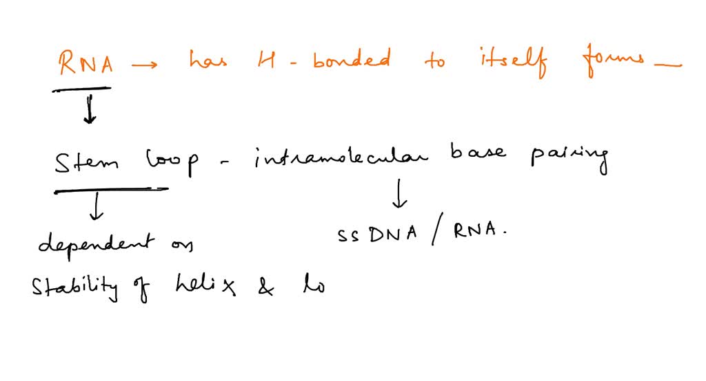 SOLVED RNA that has hydrogen bonded to Itself forms a termination