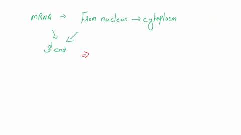 to-facilitate-movement-of-mrna-from-the-nucleus-into-the-cytoplasm-what-is-added-to-the-3-end-of-mrna-a-ribosomes-btranscription-factors-c-a-cap-of-modified-nucleotides-d-modified-trna-molec-32796