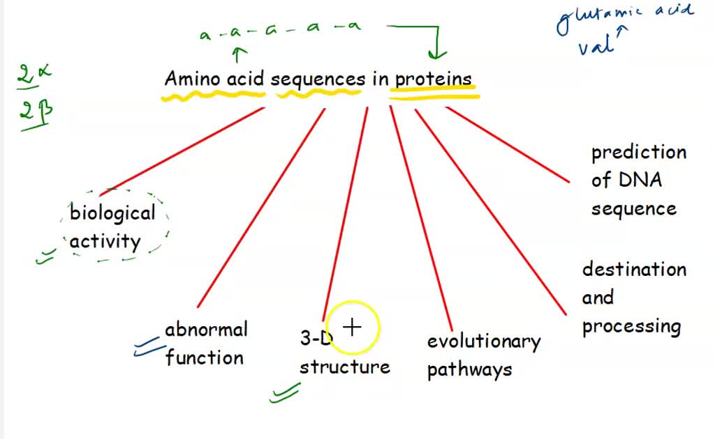 SOLVED D Proteins are long chains of amino acids. There are parts to