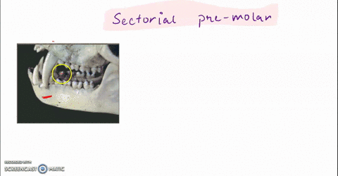a-sectorial-premolar-has-a-single-dominant-cusp-with-a-sharp-edge-adapted-for-cutting-is-found-in-all-primates-is-found-only-in-humans-occurs-more-often-in-males-with-large-canines-73345
