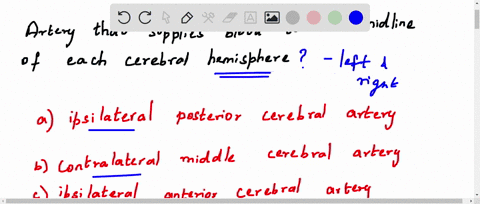 which-artery-supplies-blood-to-the-midline-of-each-cerebral-hemisphere-select-an-answer-and-submit-for-keyboard-navigation-use-the-upldown-arrow-keys-t0-select-an-answer-ipsilateral-posterio-27992