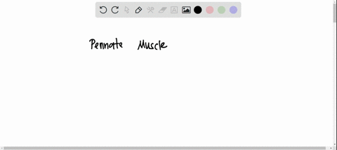 question-41-compared-to-parallel-muscles-pennate-muscles-_-produce-less-force-and-undergo-less-shortening-produce-more-force-and-undergo-greater-shortening-produce-less-force-and-undergo-gre-50368