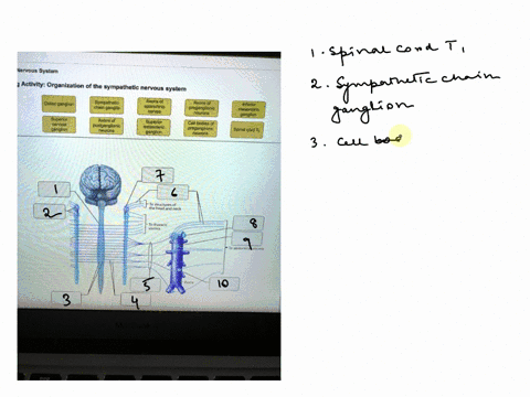 drag-the-appropriate-labels-to-their-respective-targets-nervous-system-activityorganization-of-the-sympathetic-nervous-system-celiac-ganglor-sympathetic-axons-of-jo-suoxy-chain-ganglia-splan-32591