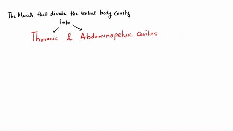 the-muscle-that-divides-the-ventral-body-cavity-into-the-thoracic-and-abdominopelvic-cavities-is-the-__________-87691