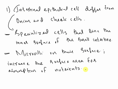 -how-does-an-intestinal-epithelial-cell-differ-from-the-onion-and-cheek-cells-how-is-this-difference-related-to-its-function-how-about-a-nerve-cell-compared-to-all-3-of-these-cell-types-why-25175