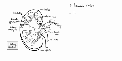 hello-can-you-help-me-write-a-one-page-essay-on-describing-the-different-parts-of-the-kidney-and-explaining-the-mechanism-of-each-part-of-the-kidney-70926