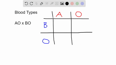 a-mother-has-blood-type-a-and-genotype-ao-a-father-has-blood-type-b-and-genotype-bo-what-blood-phenotypes-are-possible-for-the-offspring-select-answer-that-has-all-phenotypes-a-a-b-ab-b-a-b-55434