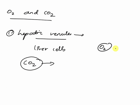 how-is-blood-in-the-hepatic-venule-different-from-the-blood-in-the-hepatic-vein-in-terms-of-o2-versus-co2-the-amount-of-unprocessed-nutrients-43644