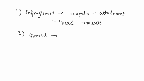 spine-infraspinous-fossa-acromion-infraglenoid-tubercle-submit-request-answer-part-g-identify-the-structure-indicated-by-label-r-infraglenoid-tubercle-glenoid-cavity-acromion-spine-coracoid-51298