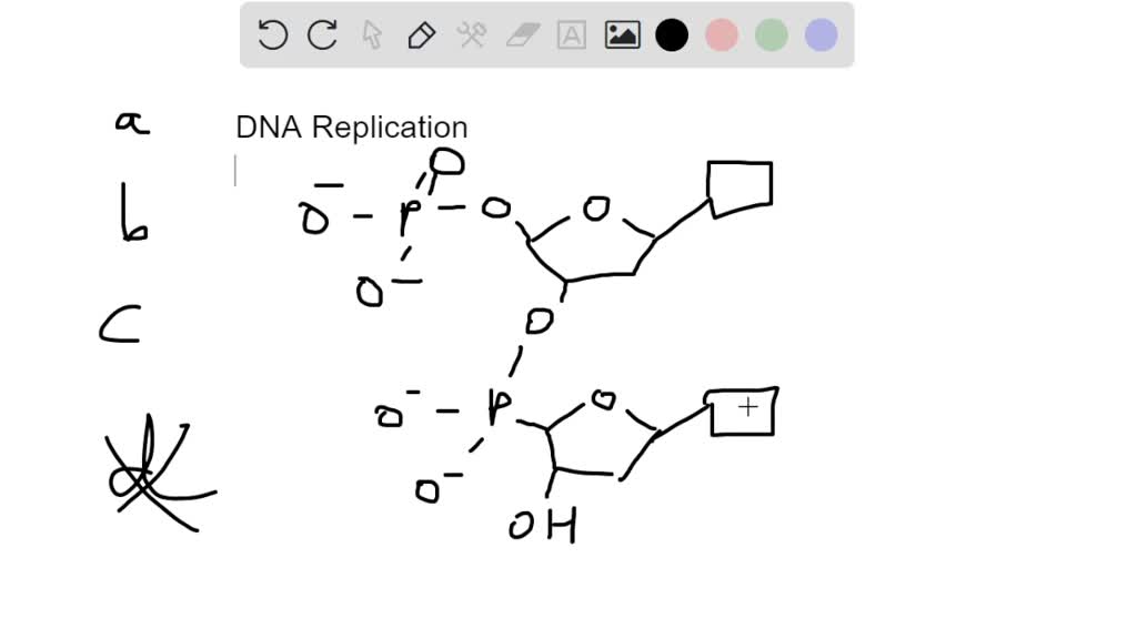Nucleotide Direction Practic SOLVED: Question 5 (1.8 points) Why does a DNA strand grow only in the ...