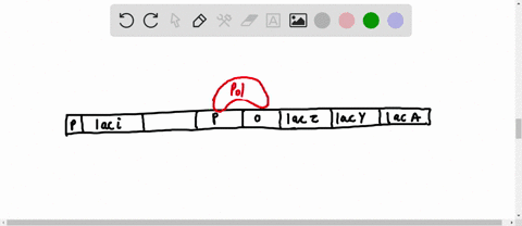 which-of-the-following-is-produced-by-e-coli-in-lactose-operon-a-b-galactose-b-transacetylase-c-permease-d-all-of-these